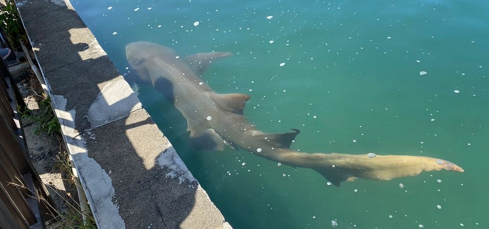 海生館後台｜神秘的研究中心大揭密-海龜收容所、珊瑚農場、標本研究室