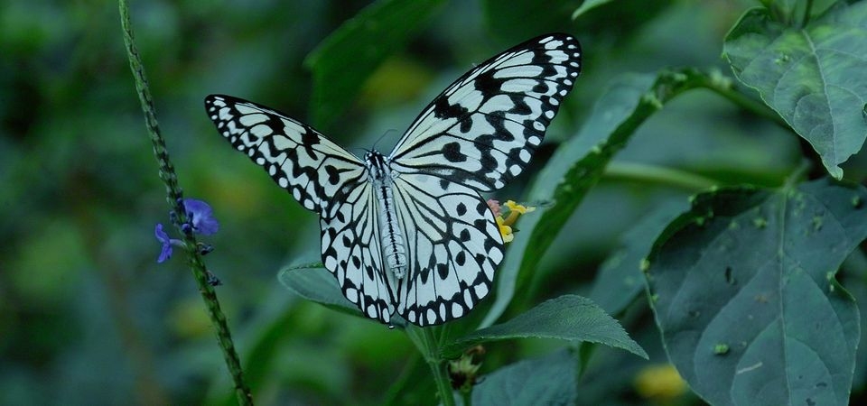 社頂自然公園｜日間生態導覽｜秘境探險、珊瑚礁森林生態