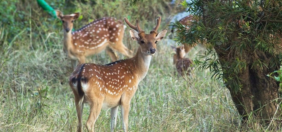 社頂自然公園｜日間生態導覽｜秘境探險、珊瑚礁森林生態